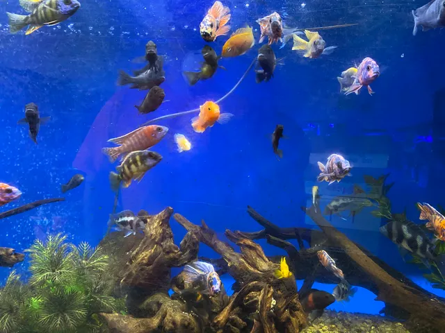 Clear Water Aquarium