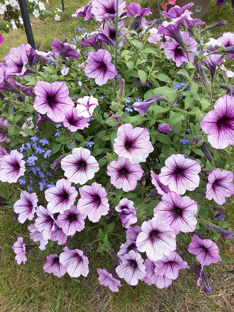 Chickadees Gift Shop