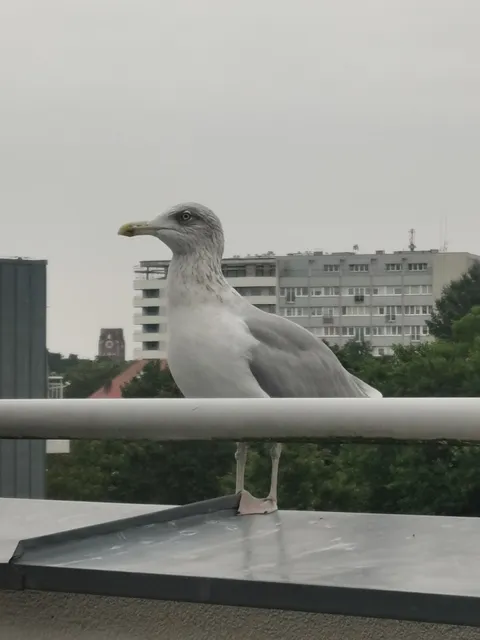 Chełmońskiego 6c/14 Noclegi Renters PL