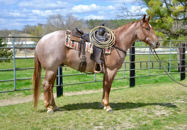 Hanson Horse Ranch & Farrier Supply Store