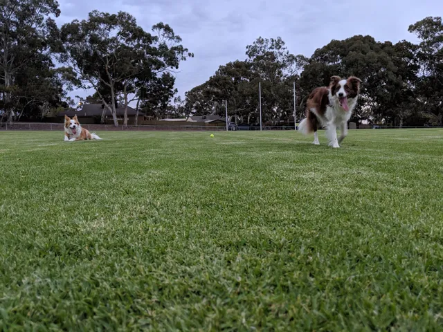 Tea Tree Gully Memorial Oval
