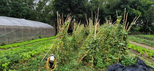 新時代有機農場