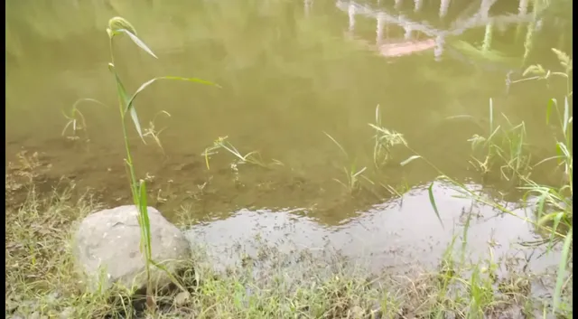 Laguna de San Carlos