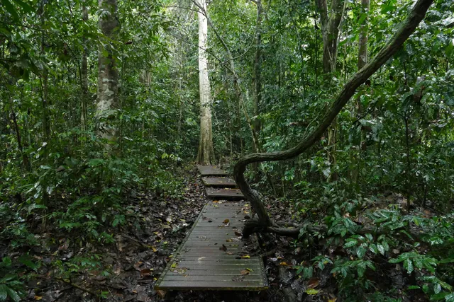 Taman Negara Pahang Jungle Walking Path
