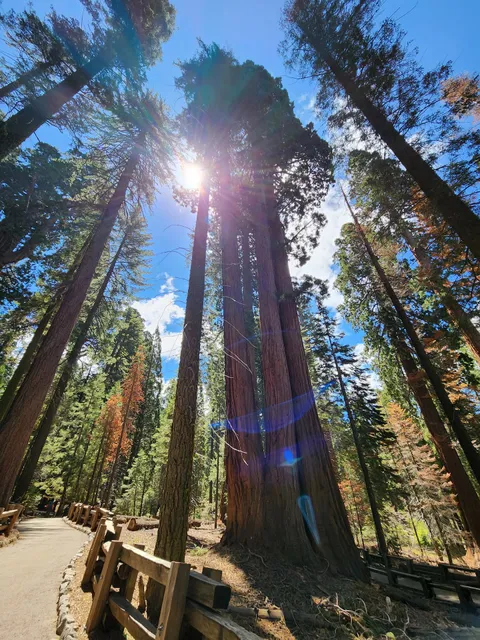 General Sherman Tree Trailhead