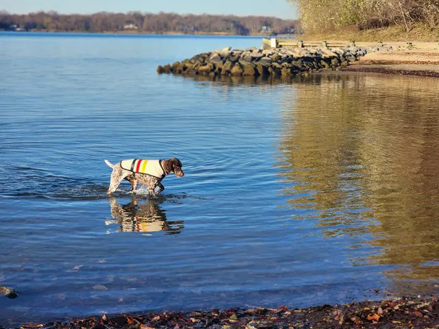 Quiet Waters Dog Beach