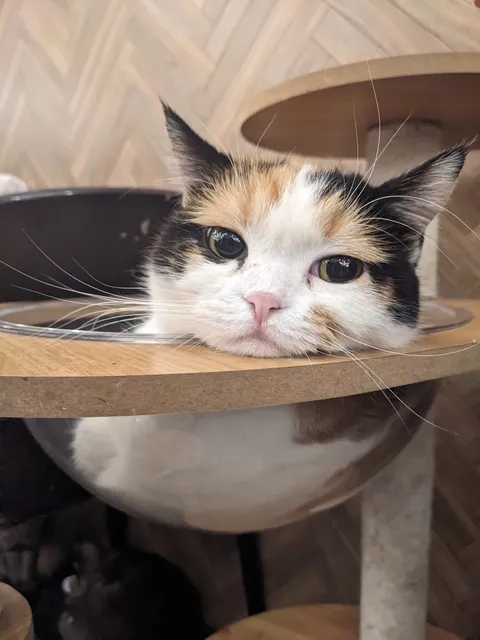 ねこのす動物保護施設（保護猫カフェ） 千葉みなと館