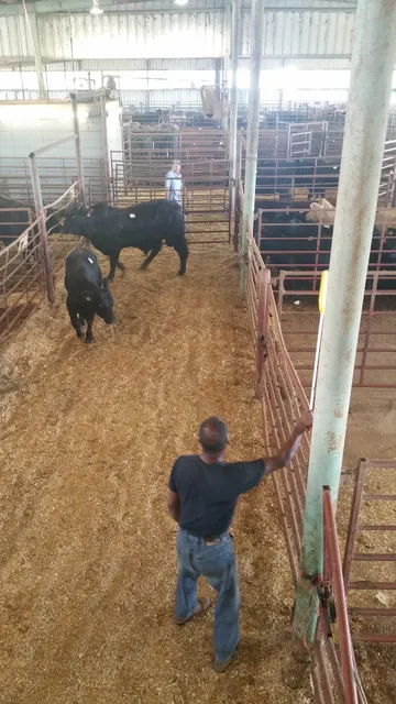 Alabama Livestock Auction
