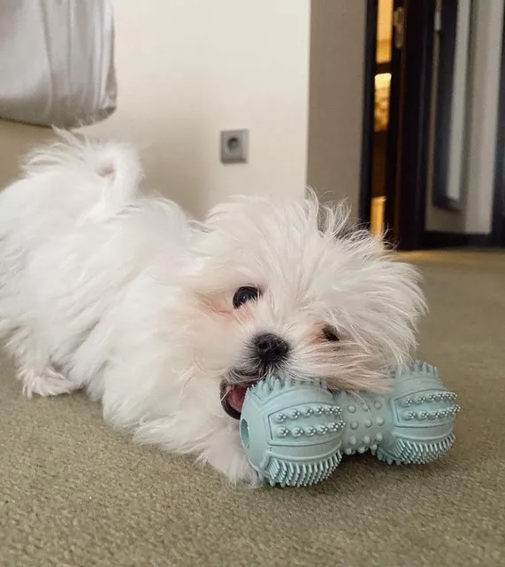 Teacup Puppy Store in New York