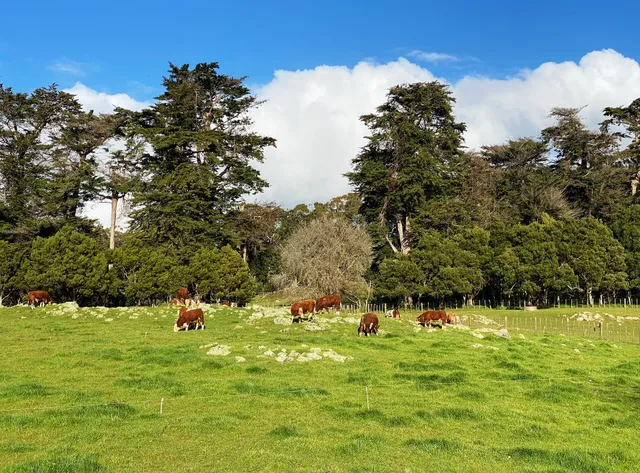 Cornwall Park Big Lawn