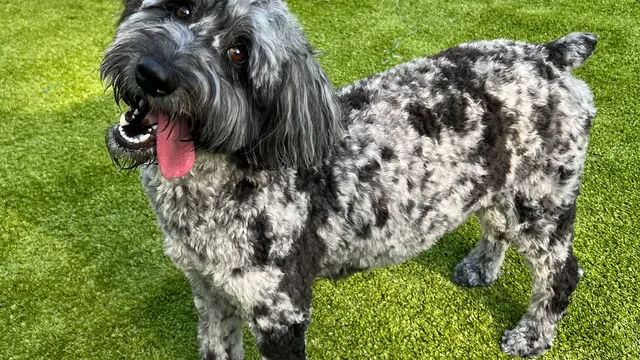 Natural Breed Kennels