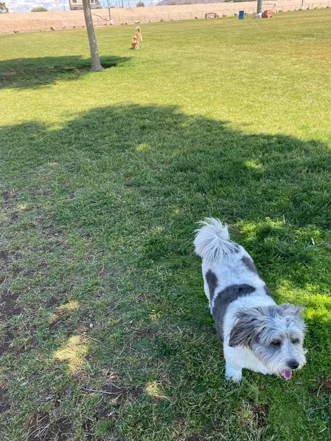 Hearts Alive Village Cat Cafe