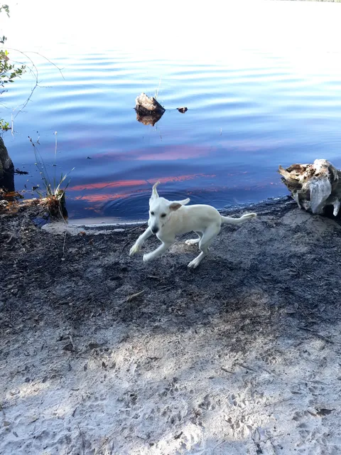 Robeson County Animal Protective Services