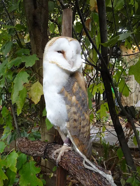湯布院のフクロウの森