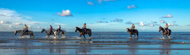 Galveston Island Horse and Pony Rides
