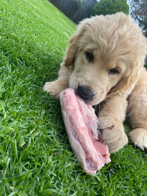 Raw Fed Riley Australia