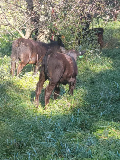 Urban Farm at Aldersgate