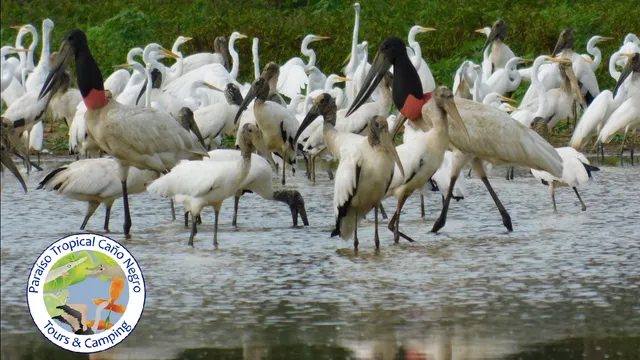 Paraiso Tropical Caño Negro Fishing & Nature Tours