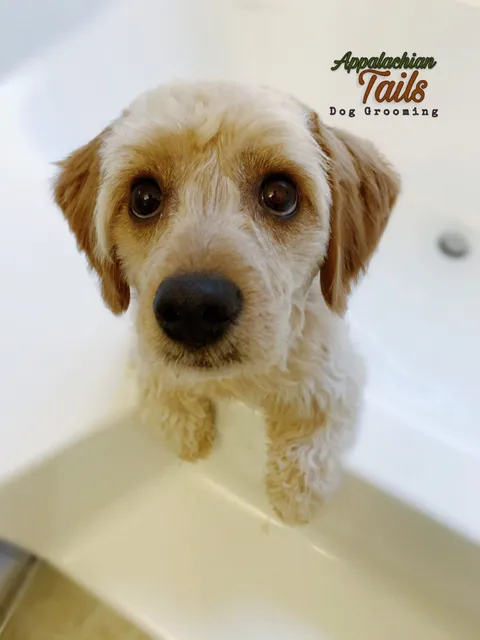 Dog Grooming By Tana