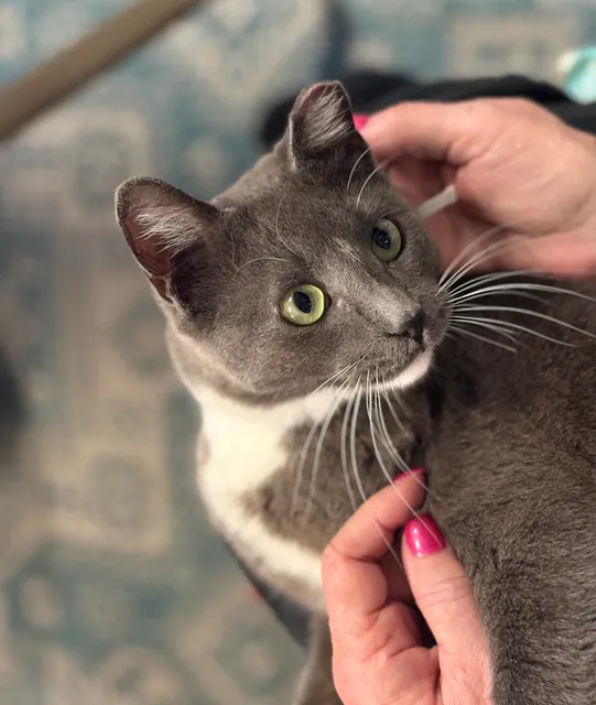 The Cat's Meow Adoption Center