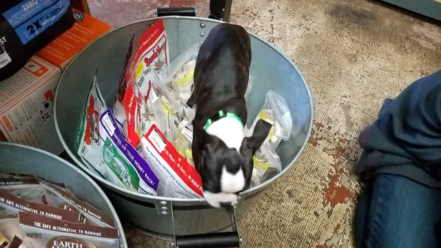 Rosie Bunny Bean Urban Pet Provisions