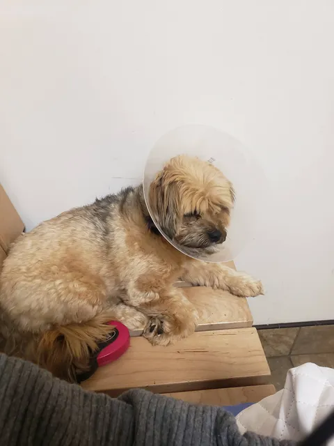 Banfield Pet Hospital