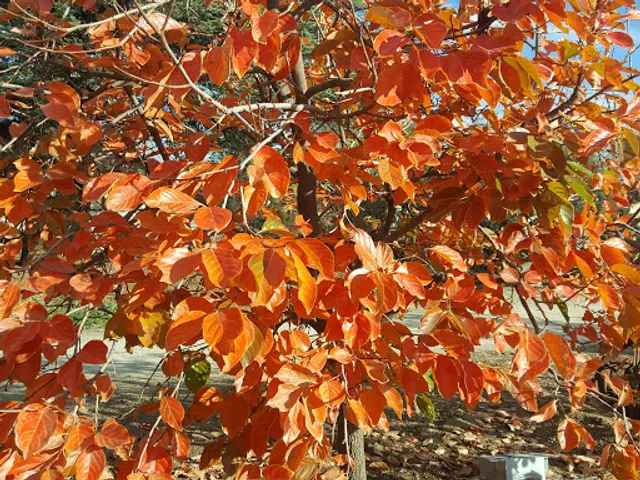 Oktoberfest at Highland Springs Ranch & Inn