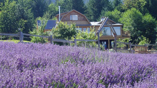 Sacred Mountain Lavender