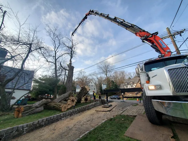 Ramalho Tree Service