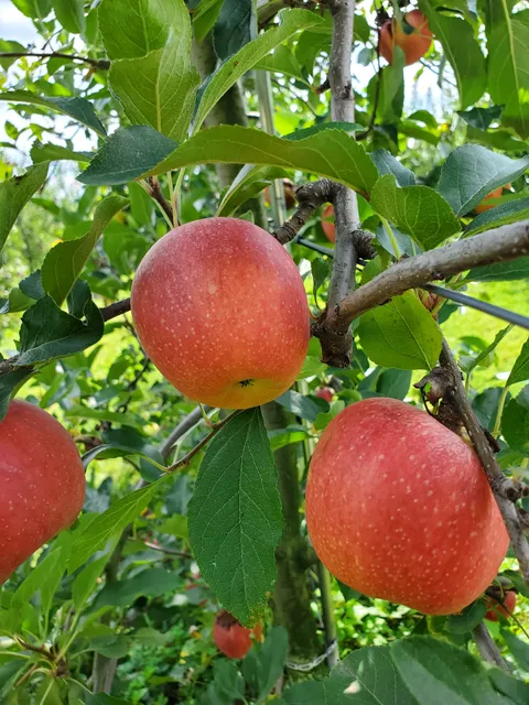 England Acres Farm and Market