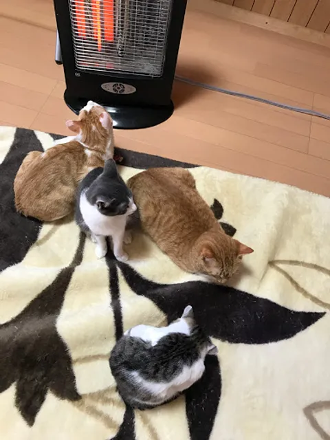 保護猫カフェ&キャットシッター「かぎしっぽ」