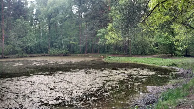 Dog Pond