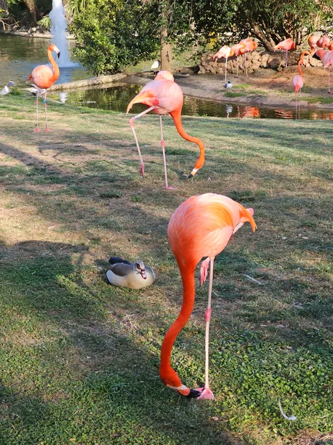 Flamingo Habitat