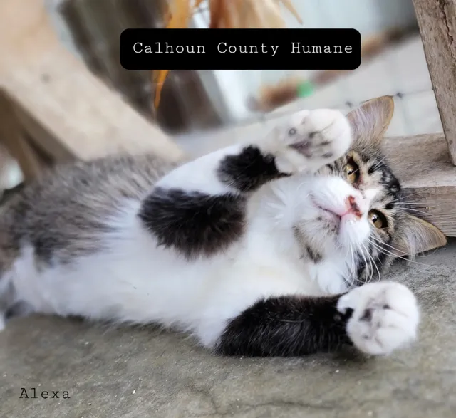 Calhoun County Humane Society