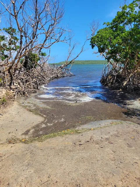 Puerto Mosquito Bioluminescent Bay