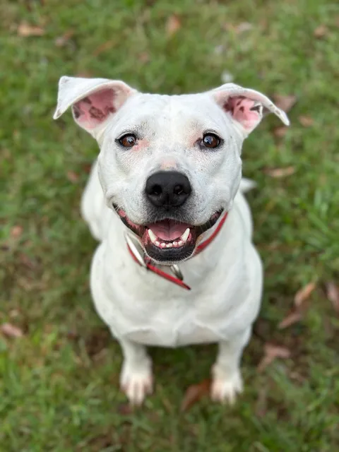 Humane Society-Southeast Texas