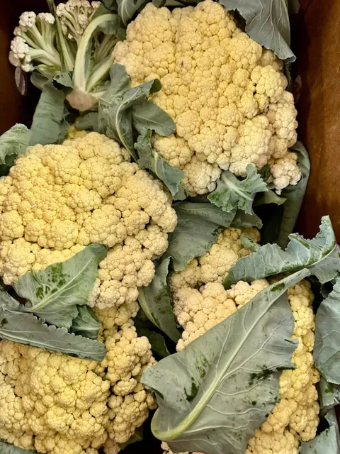 FEGENBUSH SUPERMARKET