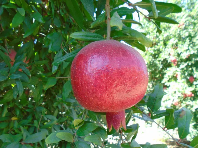 Simonian Fruit Company