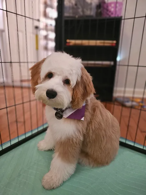 Open Gates Pet Resort