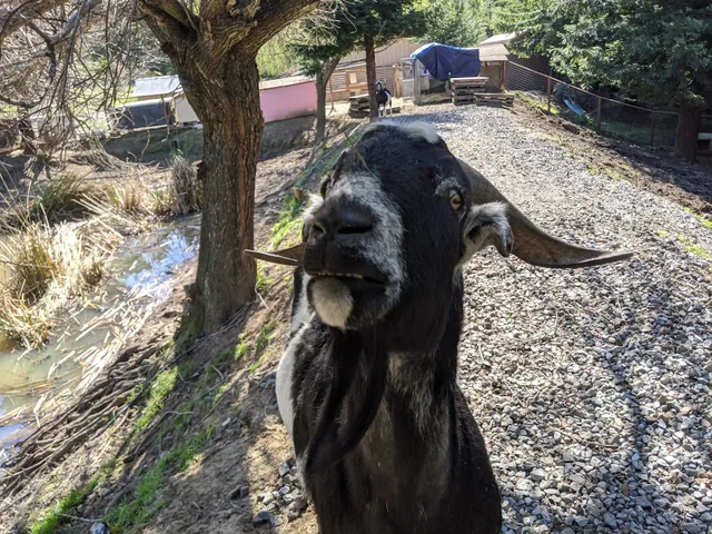Rancho Compasión, a Farmed Animal Sanctuary