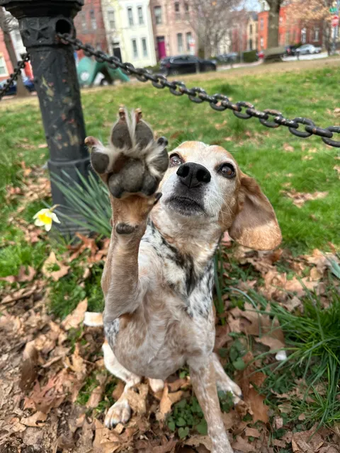 Darwin Douglas Memorial Grassy Patch at Wolfpack Park