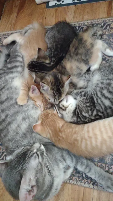 The Cat's Meow Spay, Neuter & Adoption Project