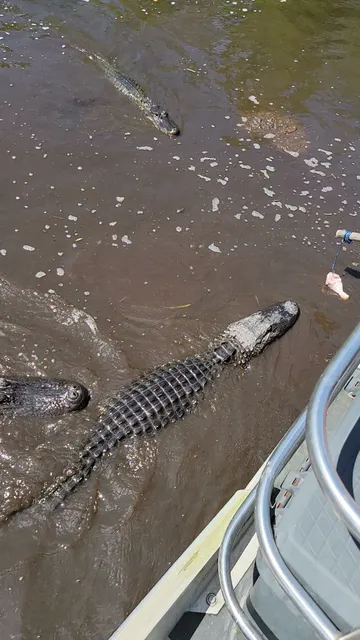 Big easy swamp adventures
