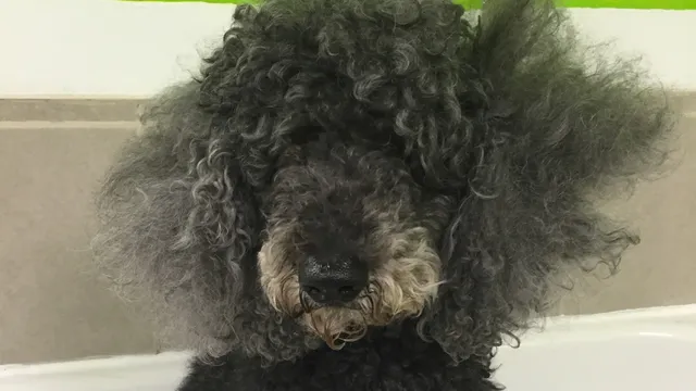 Fluffy Angel Pet Grooming & Spa