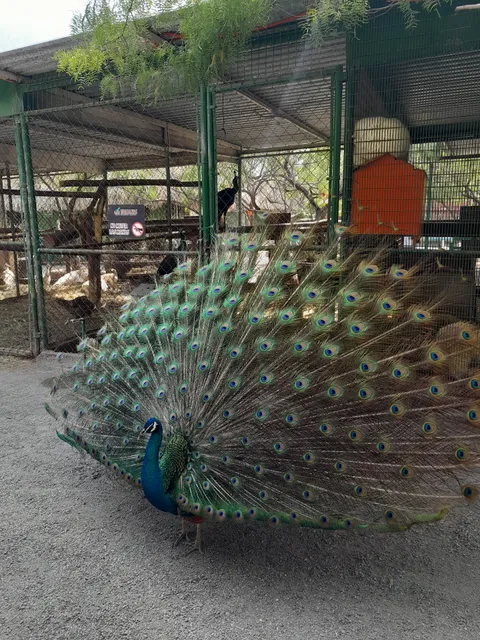 Centro Recreativo "Los Faisanes"