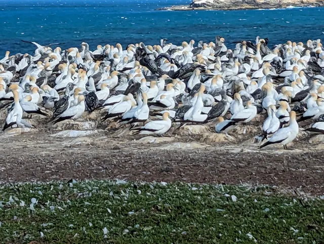 Point Danger Gannet Colony