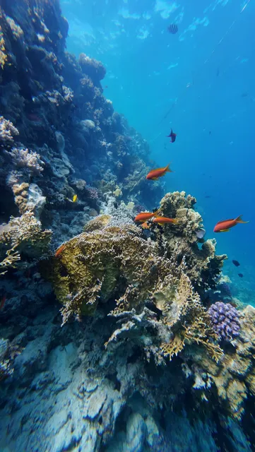 Red Sea Master Scuba Diving Center