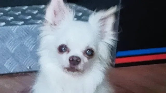 Kitakaruizawanokashibesso Kashuto