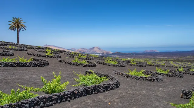 Wine Tours Lanzarote
