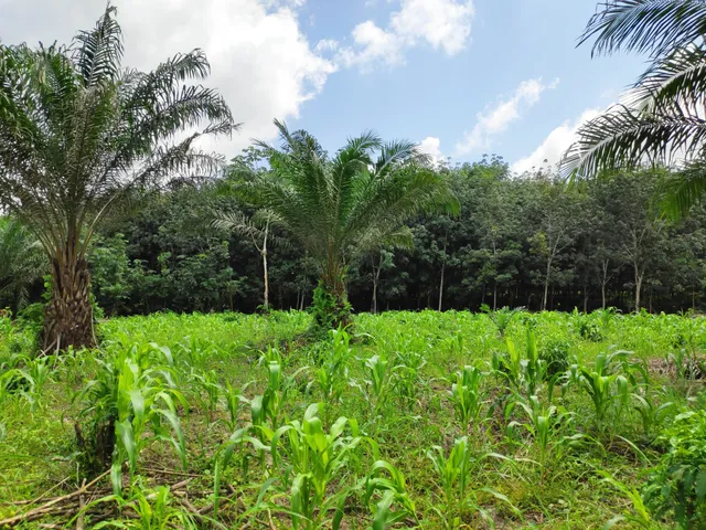 Domaine Bini résidentiel